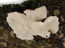 Attēlu rezultāti vaicājumam “Heterobasidion parviporum”