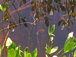 Attēlu rezultāti vaicājumam “Menyanthes trifoliata leaf”