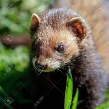 Attēlu rezultāti vaicājumam “Mustela putorius”