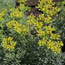 Image result for Ruta graveolens