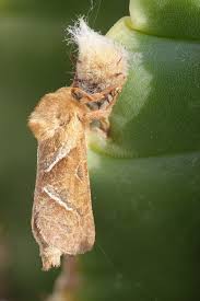 Attēlu rezultāti vaicājumam “Hepialus sylvina female”