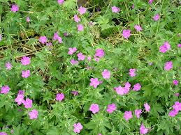Attēlu rezultāti vaicājumam “Geranium palustre flower”