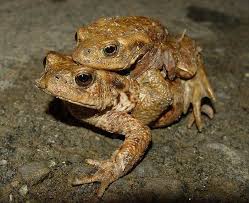 Attēlu rezultāti vaicājumam “Bufo bufo”