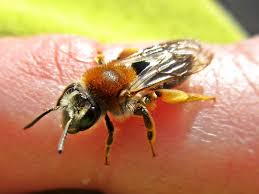 Attēlu rezultāti vaicājumam “Andrena haemorrhoa female”