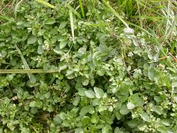 Image result for Rorippa nasturtium-aquaticum