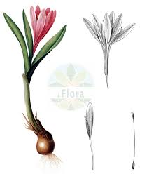 Attēlu rezultāti vaicājumam “Colchicaceae”