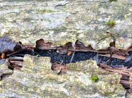 Attēlu rezultāti vaicājumam “Ruzenia spermoides”