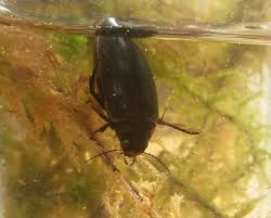 Attēlu rezultāti vaicājumam “Colymbetes paykulli”