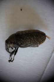 Attēlu rezultāti vaicājumam “Larinus sp.”