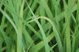 Attēlu rezultāti vaicājumam “Iris sibirica leaf”