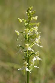 Attēlu rezultāti vaicājumam “Platanthera chlorantha”