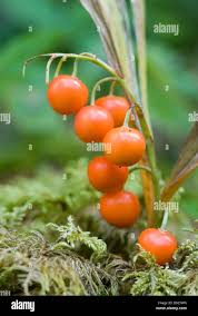 Attēlu rezultāti vaicājumam “Convallaria majalis fruit”