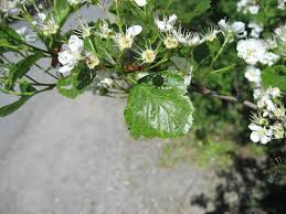 Attēlu rezultāti vaicājumam “Crataegus macracantha”