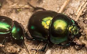 Attēlu rezultāti vaicājumam “Trypocopris vernalis”