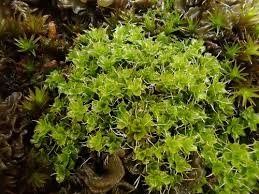 Attēlu rezultāti vaicājumam “Syntrichia virescens”