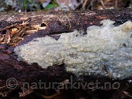 Attēlu rezultāti vaicājumam “Crustoderma dryinum”