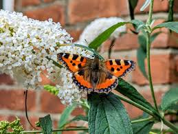 Image result for Small Tortoiseshell