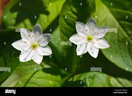 Attēlu rezultāti vaicājumam “Trientalis europaea”