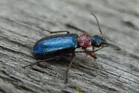 Attēlu rezultāti vaicājumam “Lebia chlorocephala”