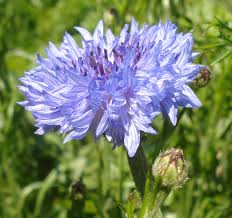 Image result for Centaurea cyanus