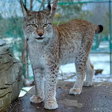Attēlu rezultāti vaicājumam “Lynx lynx”