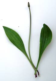 Attēlu rezultāti vaicājumam “Plantago lanceolata”