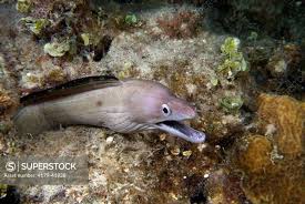 Image result for Gymnothorax vicinus