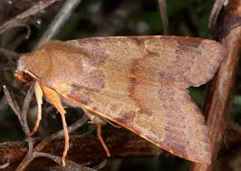 Attēlu rezultāti vaicājumam “Agrochola helvola imago”