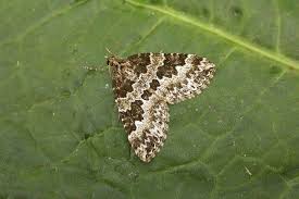 Attēlu rezultāti vaicājumam “Electrophaes corylata”