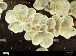 Attēlu rezultāti vaicājumam “Plicaturopsis crispa”