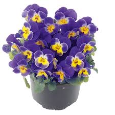 Image result for Hornveilchen