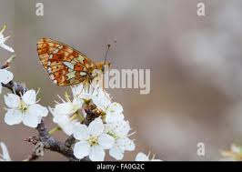 Attēlu rezultāti vaicājumam “Clossiana euphrosyne”