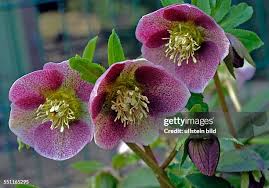 Image result for Nieswurz