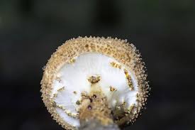 Attēlu rezultāti vaicājumam “Lepiota aspera”