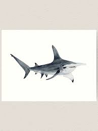 Image result for Sphyrna mokarran