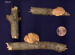 Attēlu rezultāti vaicājumam “Hapalopilus nidulans”