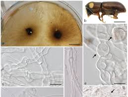 Attēlu rezultāti vaicājumam “Peniophora laurentii”