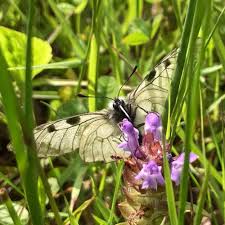 Attēlu rezultāti vaicājumam “Parnassius mnemosyne underside”