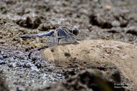 Attēlu rezultāti vaicājumam “Orthetrum cancellatum male”
