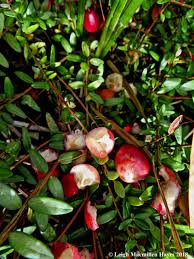 Attēlu rezultāti vaicājumam “Oxycoccus bud”