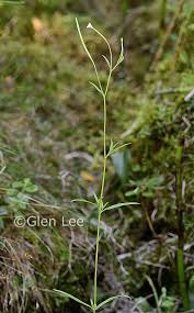 Attēlu rezultāti vaicājumam “Epilobium palustre”