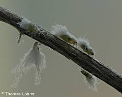 Attēlu rezultāti vaicājumam “Prociphilus xylostei”