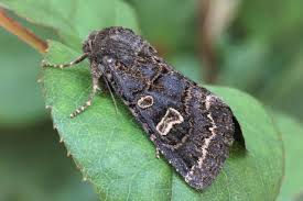 Attēlu rezultāti vaicājumam “Tholera cespitis”