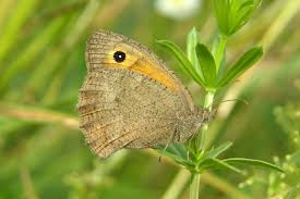 Attēlu rezultāti vaicājumam “Hyponephele lycaon male”