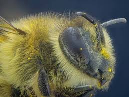 Attēlu rezultāti vaicājumam “Craterium leucocephalum”