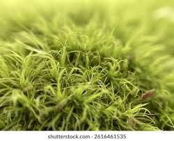 Attēlu rezultāti vaicājumam “Dicranum majus”