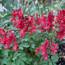 Attēlu rezultāti vaicājumam “Corydalis solida flower”
