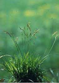 Attēlu rezultāti vaicājumam “Carex digitata”