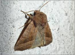 Attēlu rezultāti vaicājumam “Hydraecia micacea”