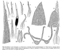 Attēlu rezultāti vaicājumam “Barbula convoluta sporophyte”